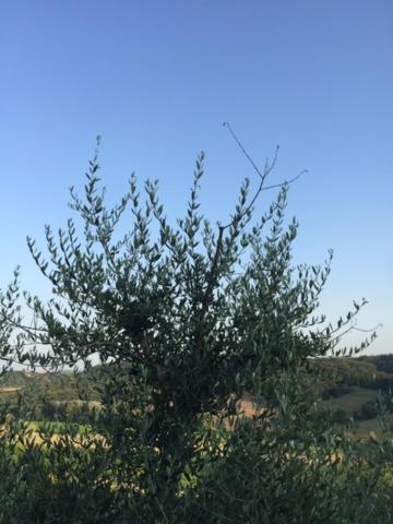 Casa Natura San Gimignano Zewnętrze zdjęcie